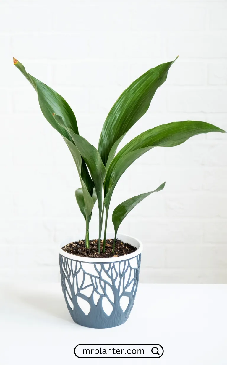 Cast Iron Plant (Aspidistra elatior)