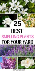 Best Smelling Plants for Your Yard