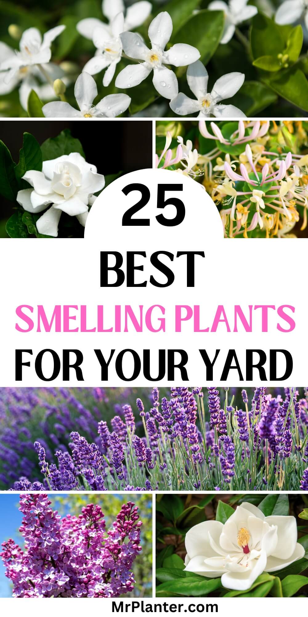 25 Best Smelling Plants for Your Yard