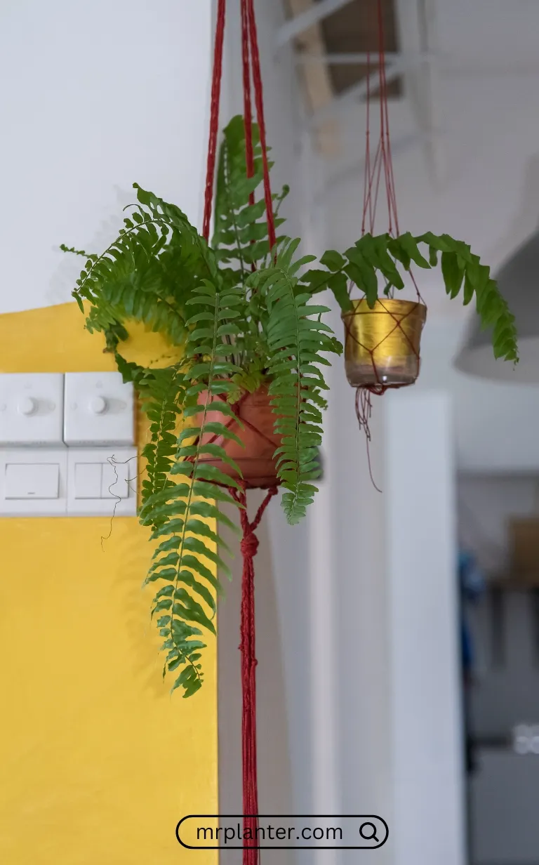 Bird's Nest Fern