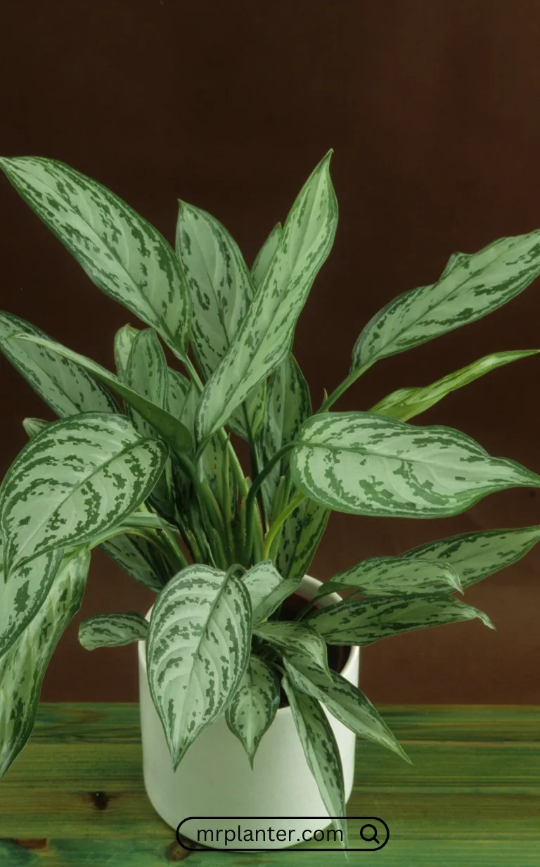 Chinese Evergreen Aglaonema