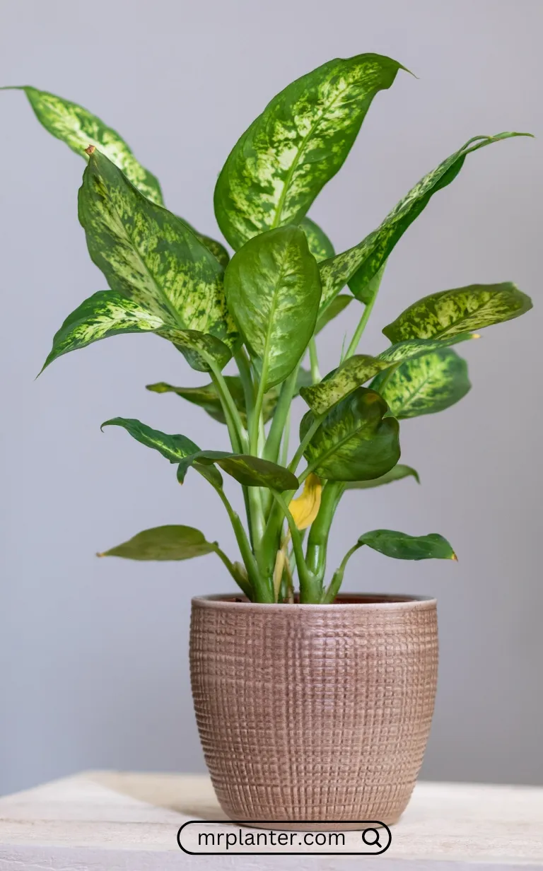 Dieffenbachia