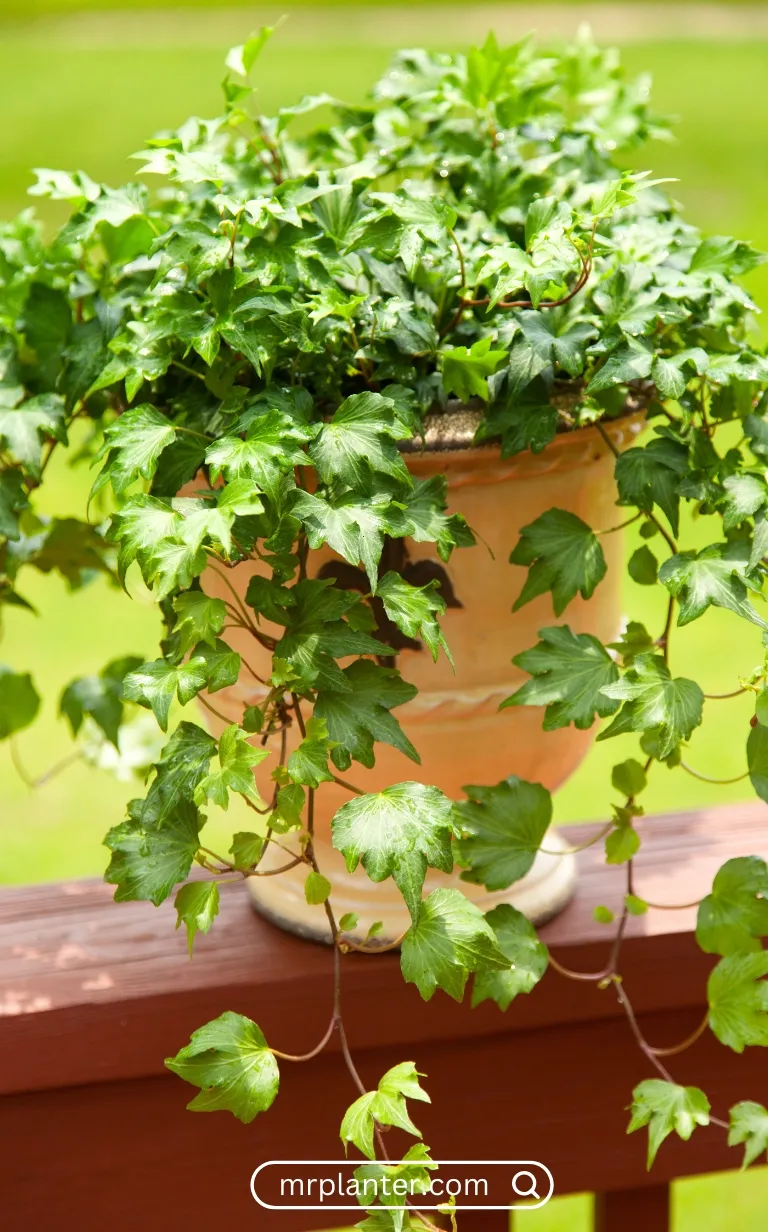 English Ivy (Hedera helix)