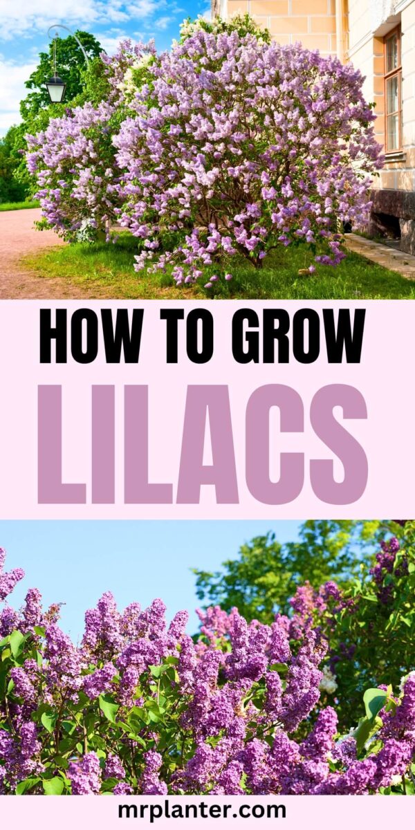 lilac care and growing tips
