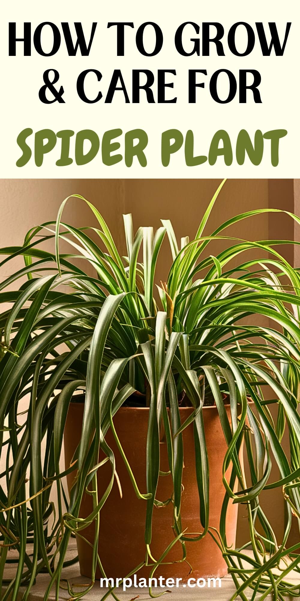 How to Grow and Care for Spider Plant?