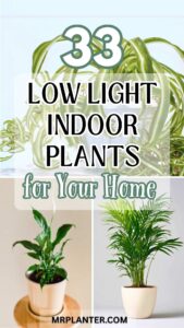 A collage of 33 low light indoor plants including Spider Plants, Parlor Palm, and Peace Lily, designed for homes with minimal sunlight or windowless rooms. Perfect for plant lovers looking for easy indoor plants that grow in low lights.
