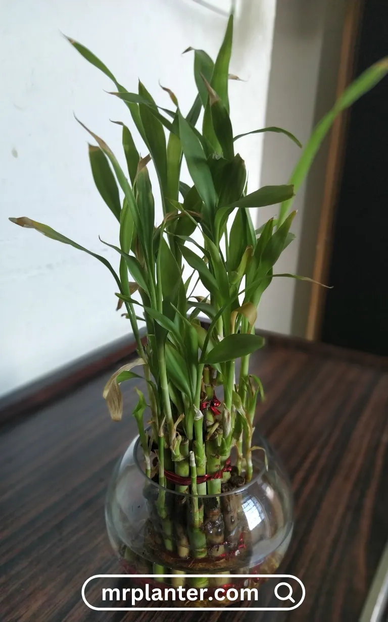 Lucky Bamboo