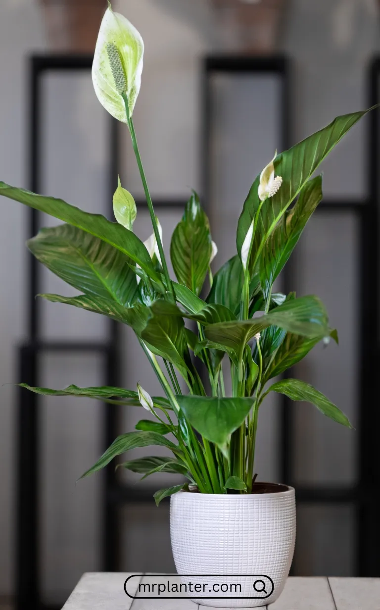 Peace Lily