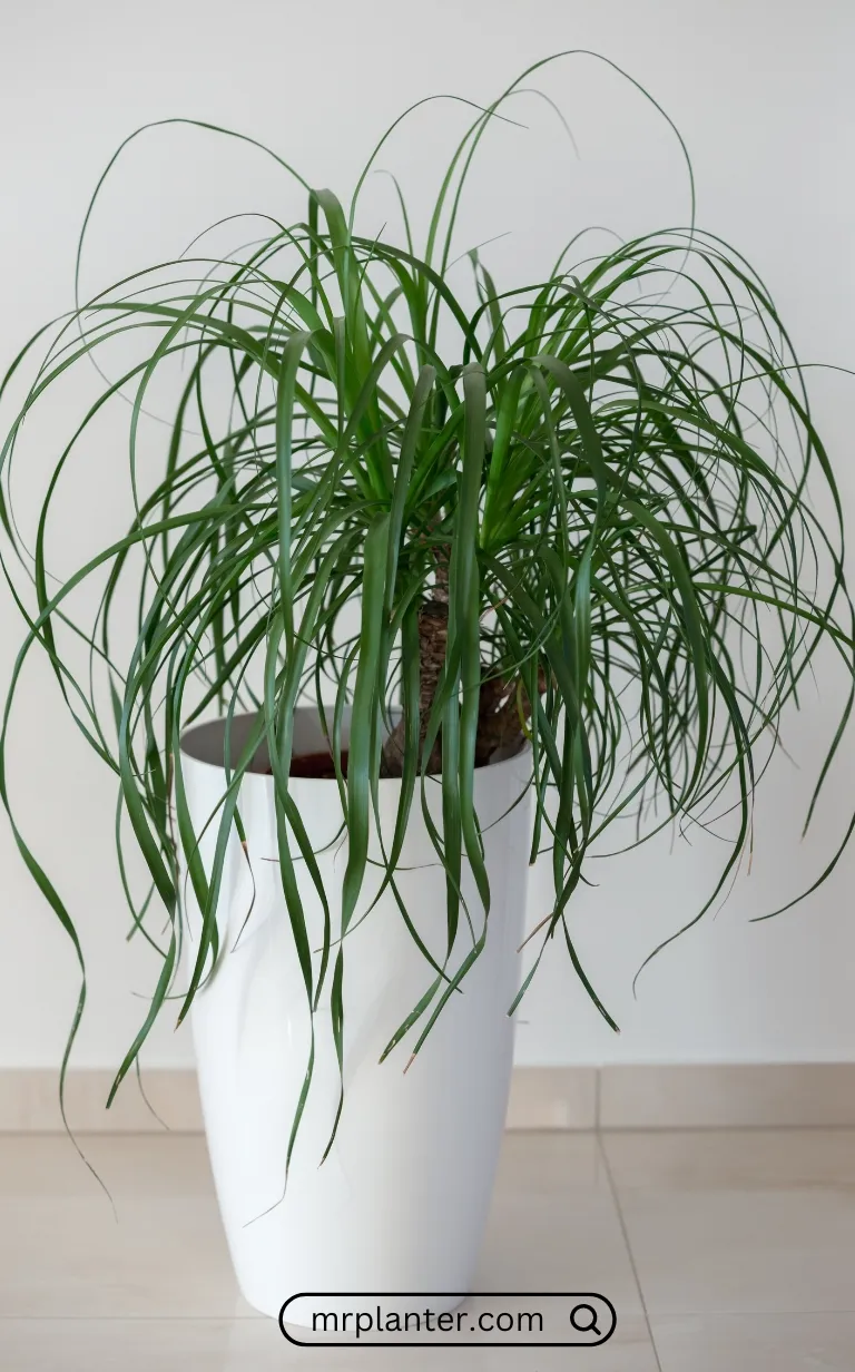 Ponytail Palm