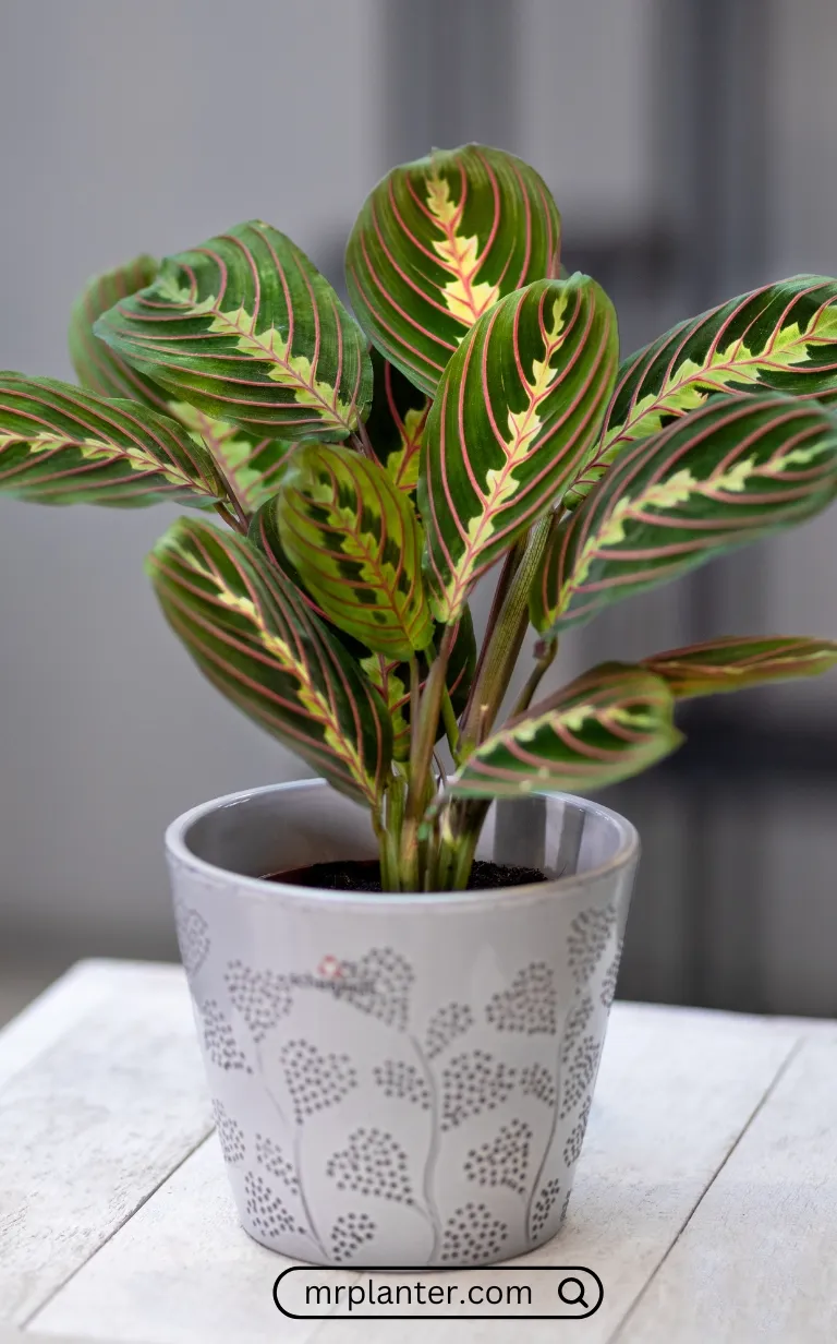 Prayer Plant