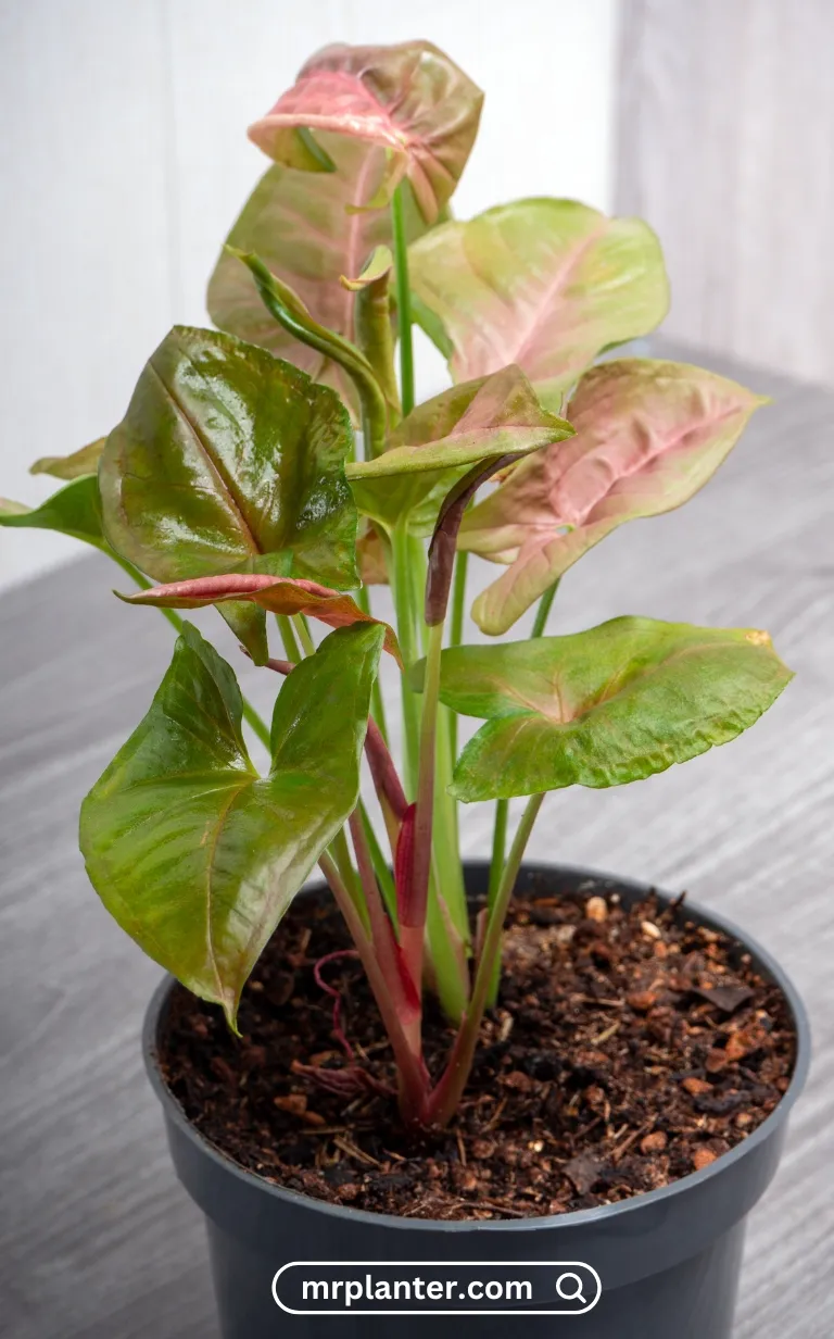 Arrowhead Plant (Syngonium podophyllum)