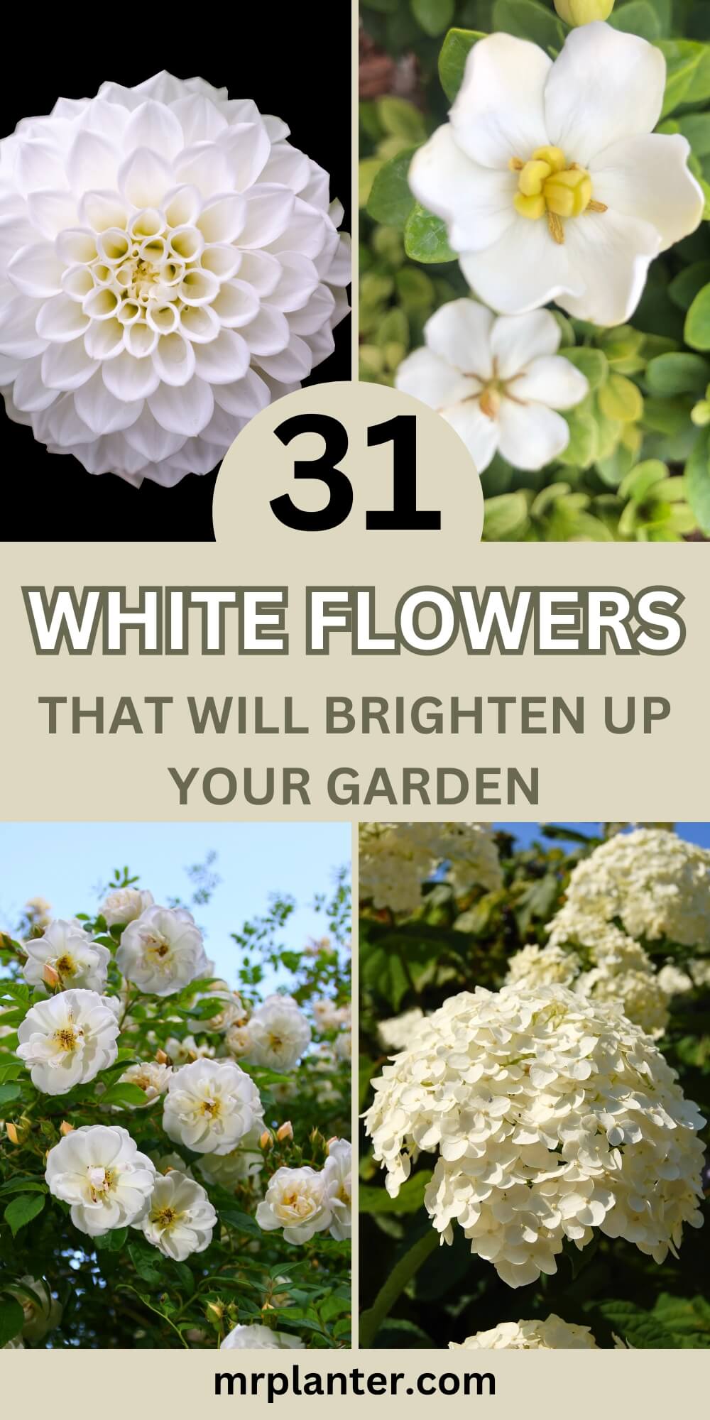 31 White Flowers That Will Brighten Up Your Garden
