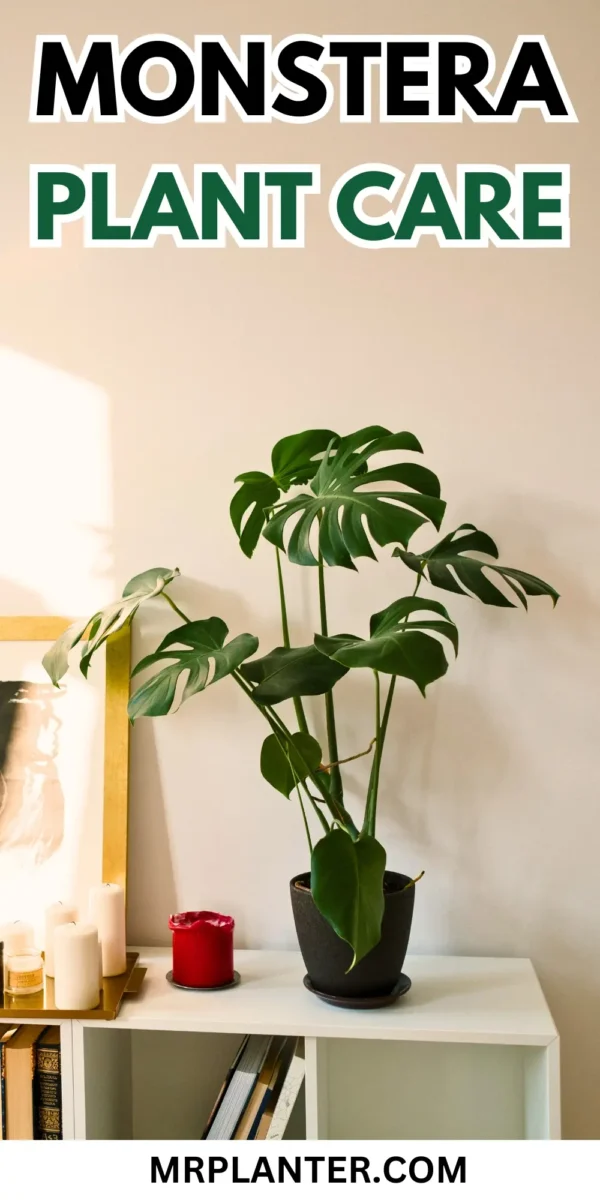 Monstera Plant Care