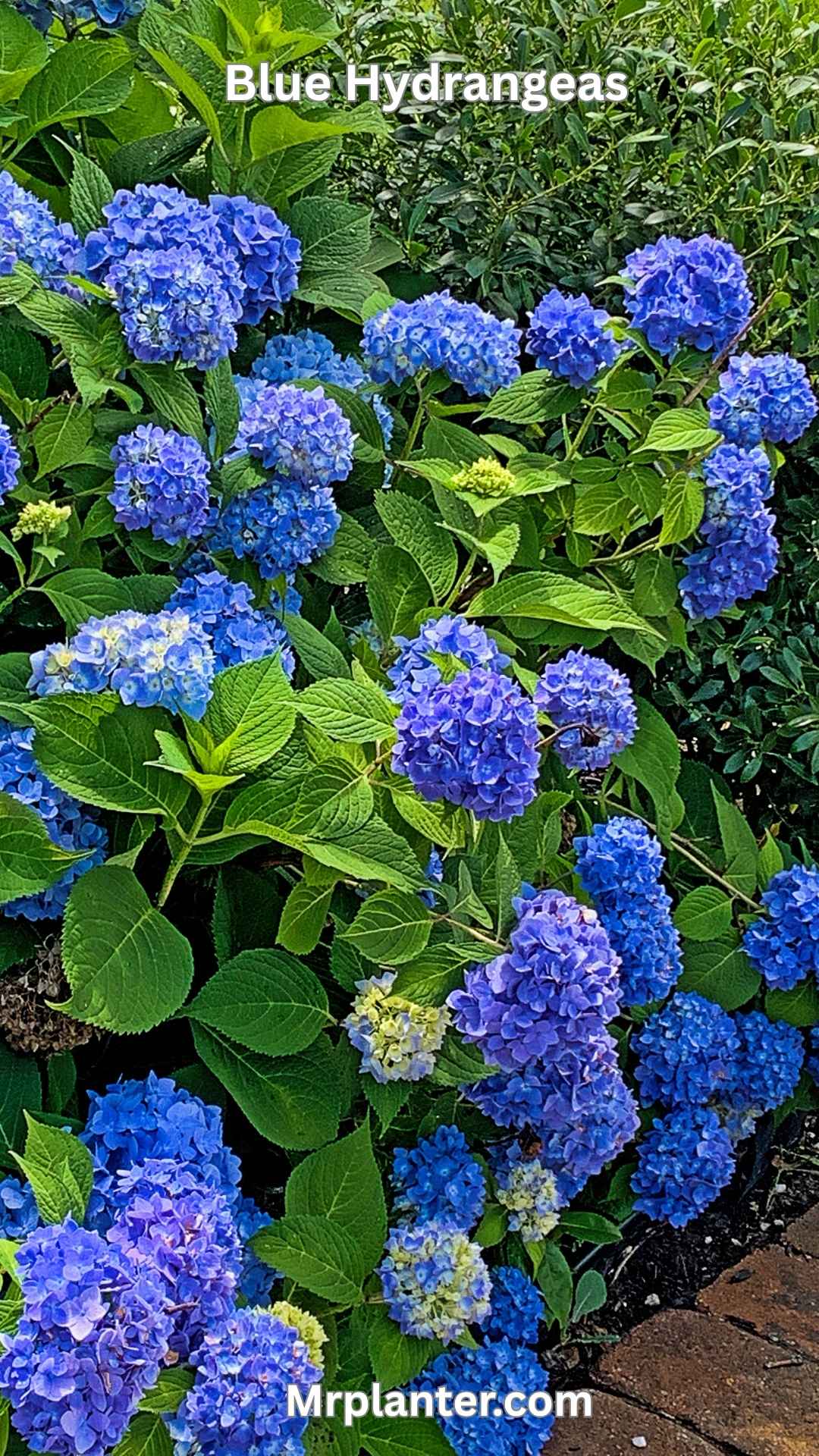 blue hydrangeas