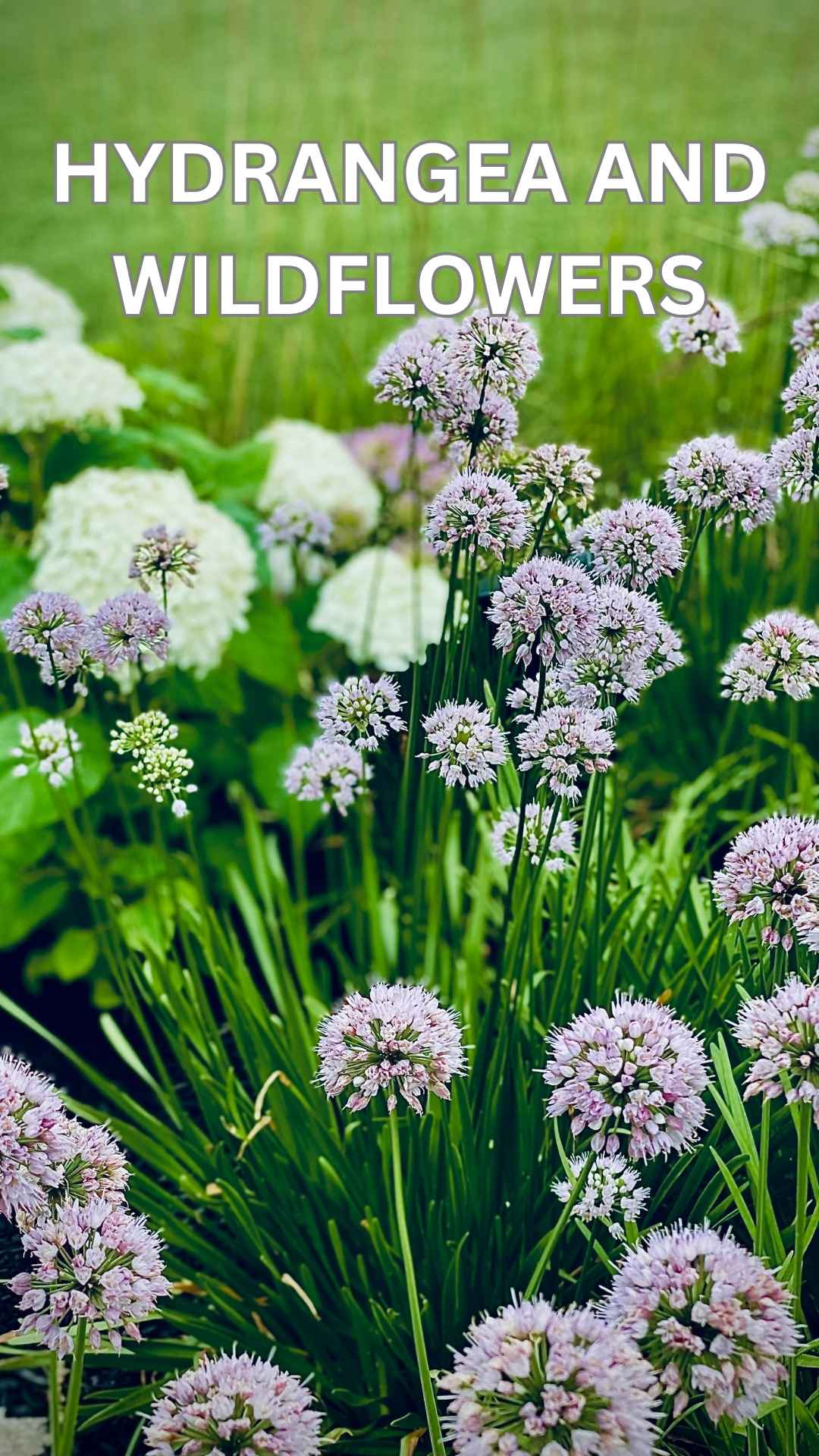 hydrangeas and wildflowers