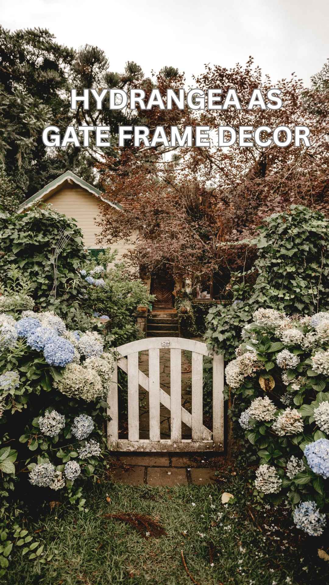 hydrangeas to frame your garden gate