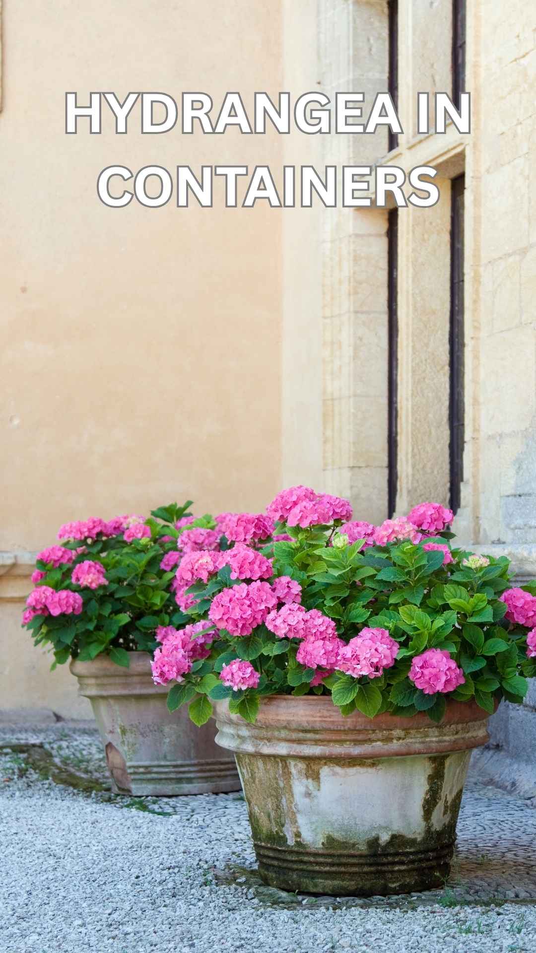 hydrangeas into container gardens