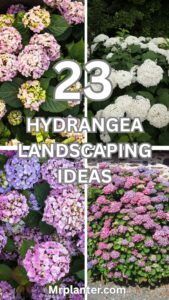 Hydrangea Landscaping Ideas