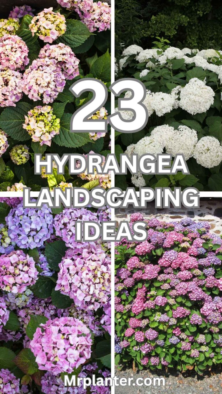 Hydrangea Landscaping Ideas