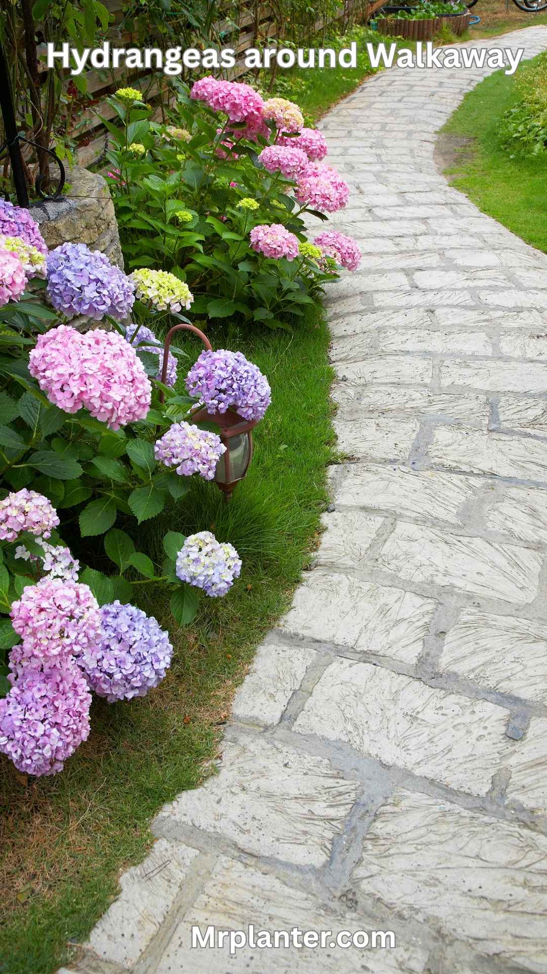 Create a hydrangea border along your garden walkway
