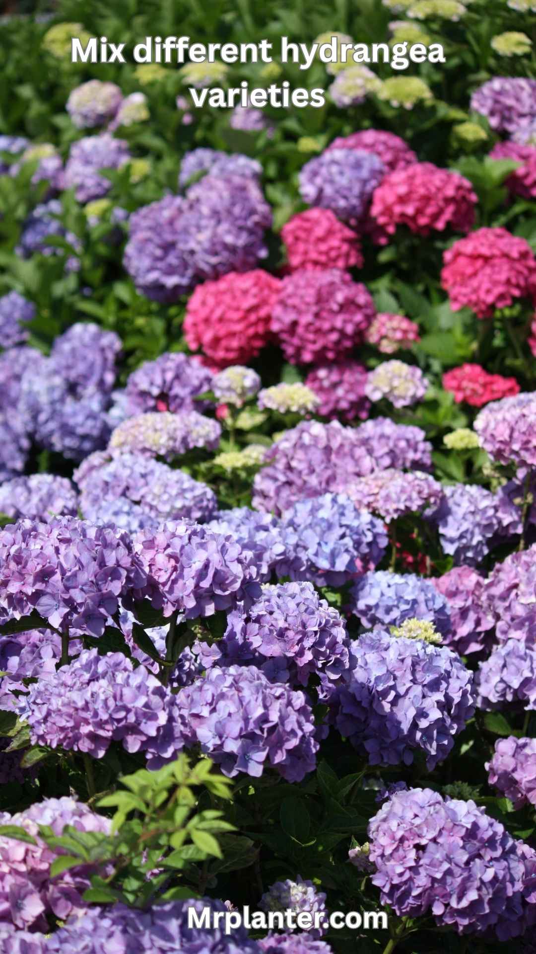Mix different hydrangea varieties