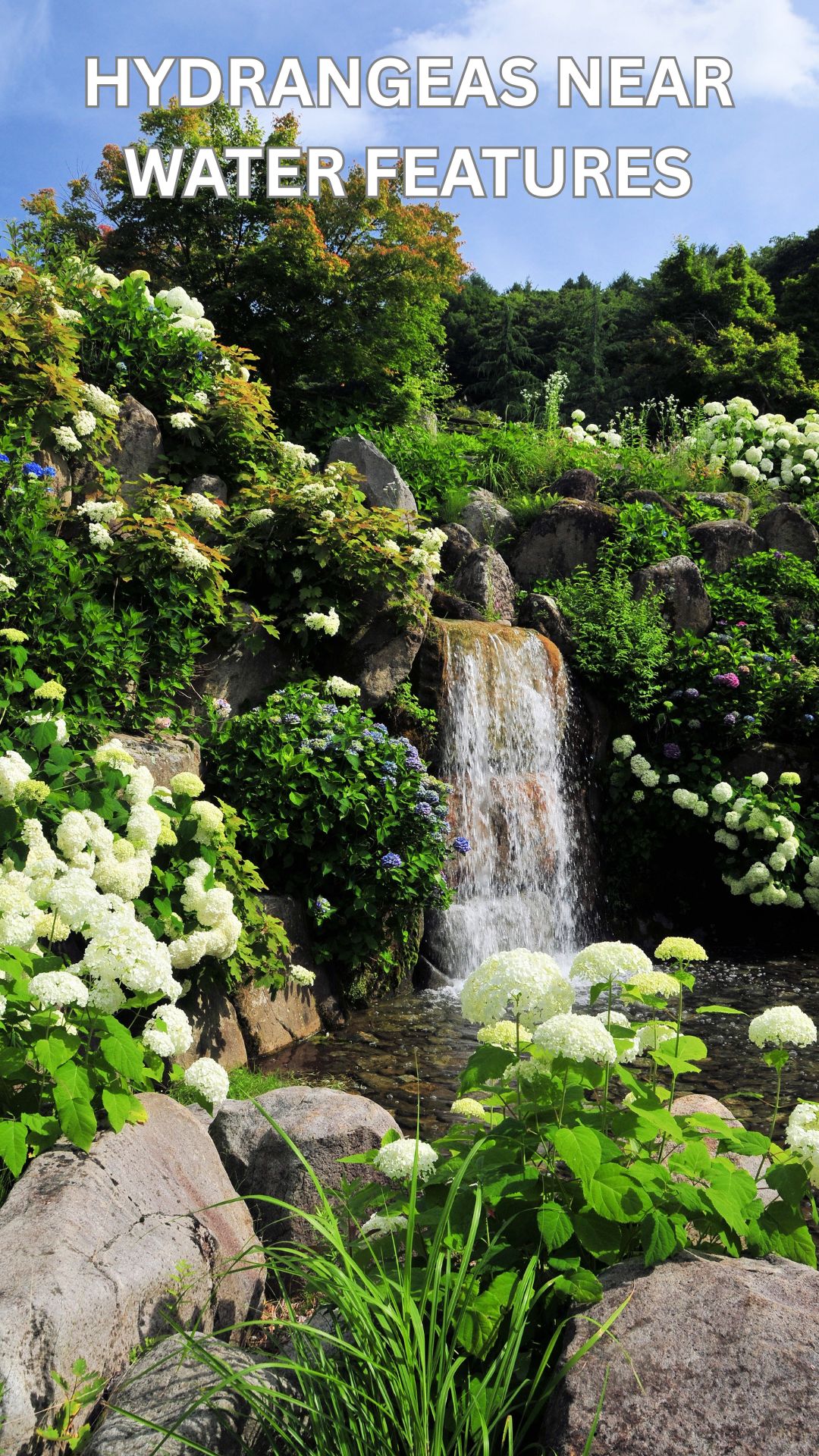 Place hydrangeas near water features for reflection beauty