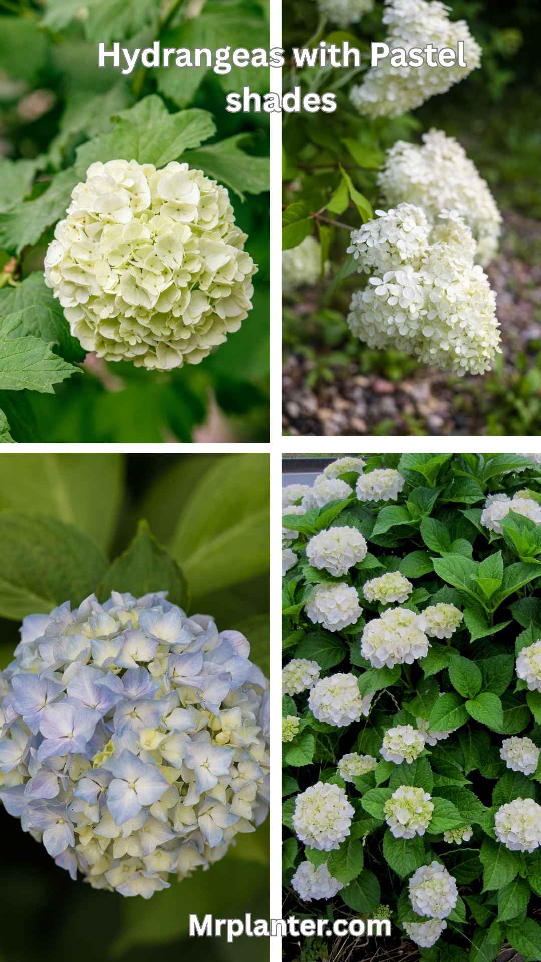 pastel hydrangea colors