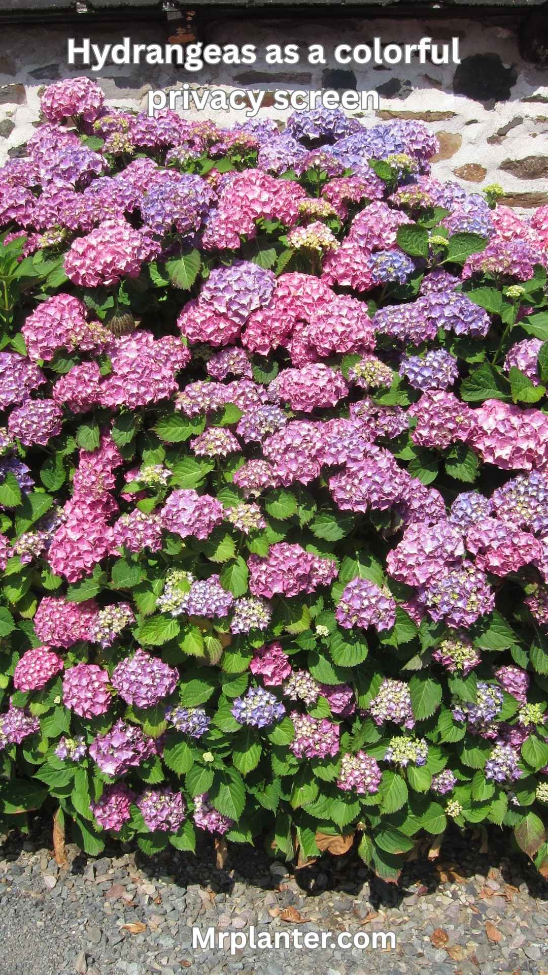 hydrangeas as a colorful privacy screen
