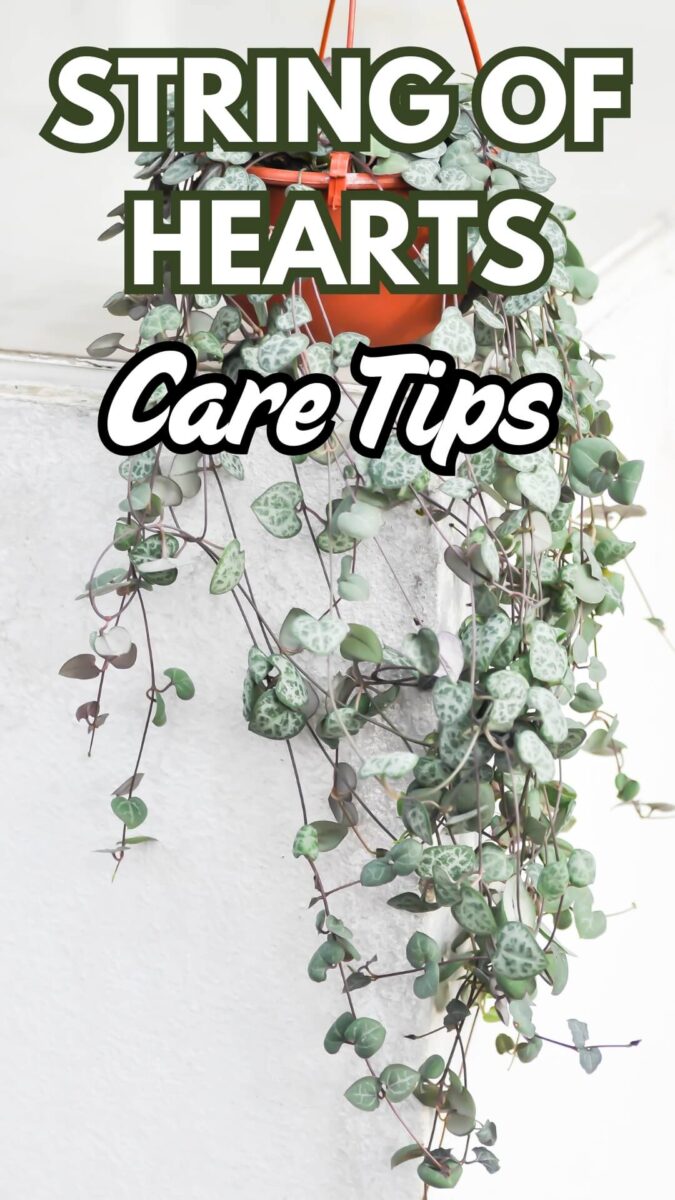 String of Hearts care