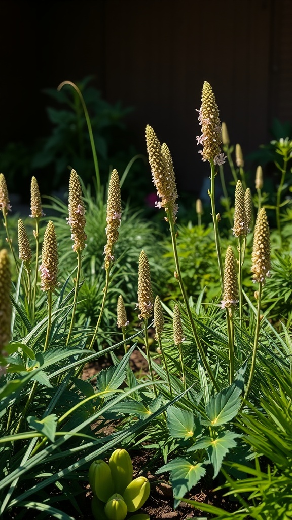 A collection of native plants with tall, slender spikes and green foliage in a garden setting.