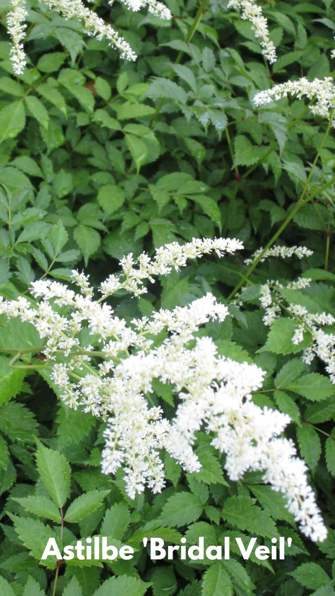 Photo of Astilbe 'Bridal Veil'