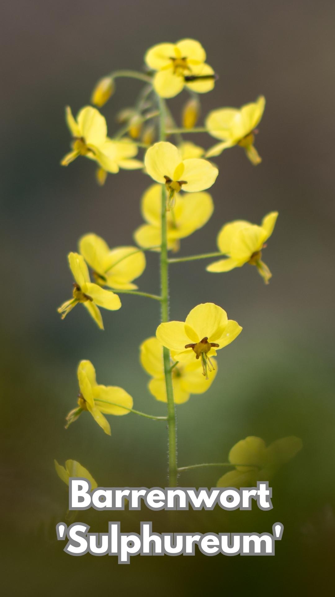 Barrenwort 'Sulphureum' flowers
