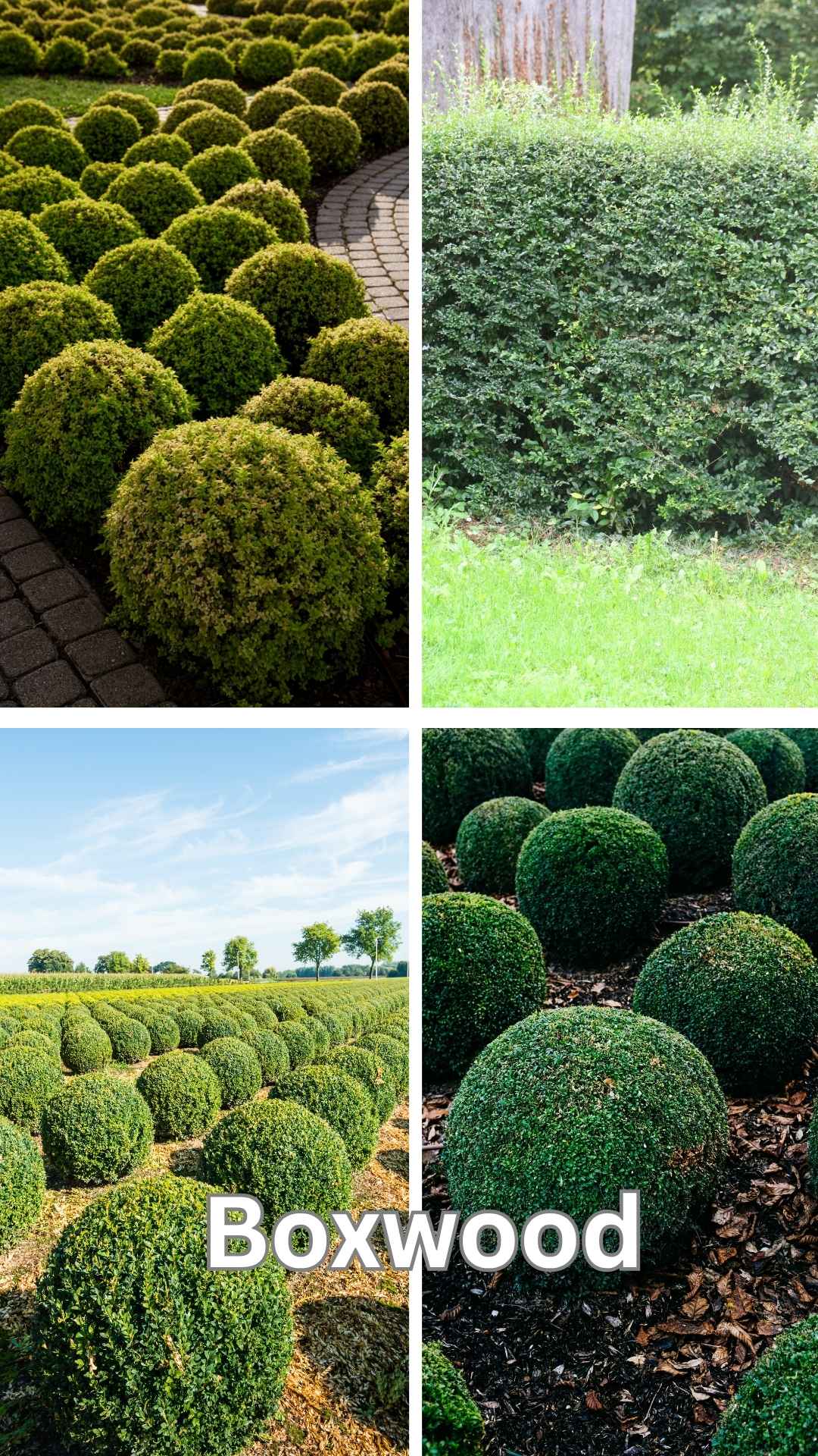 boxwood shrubs