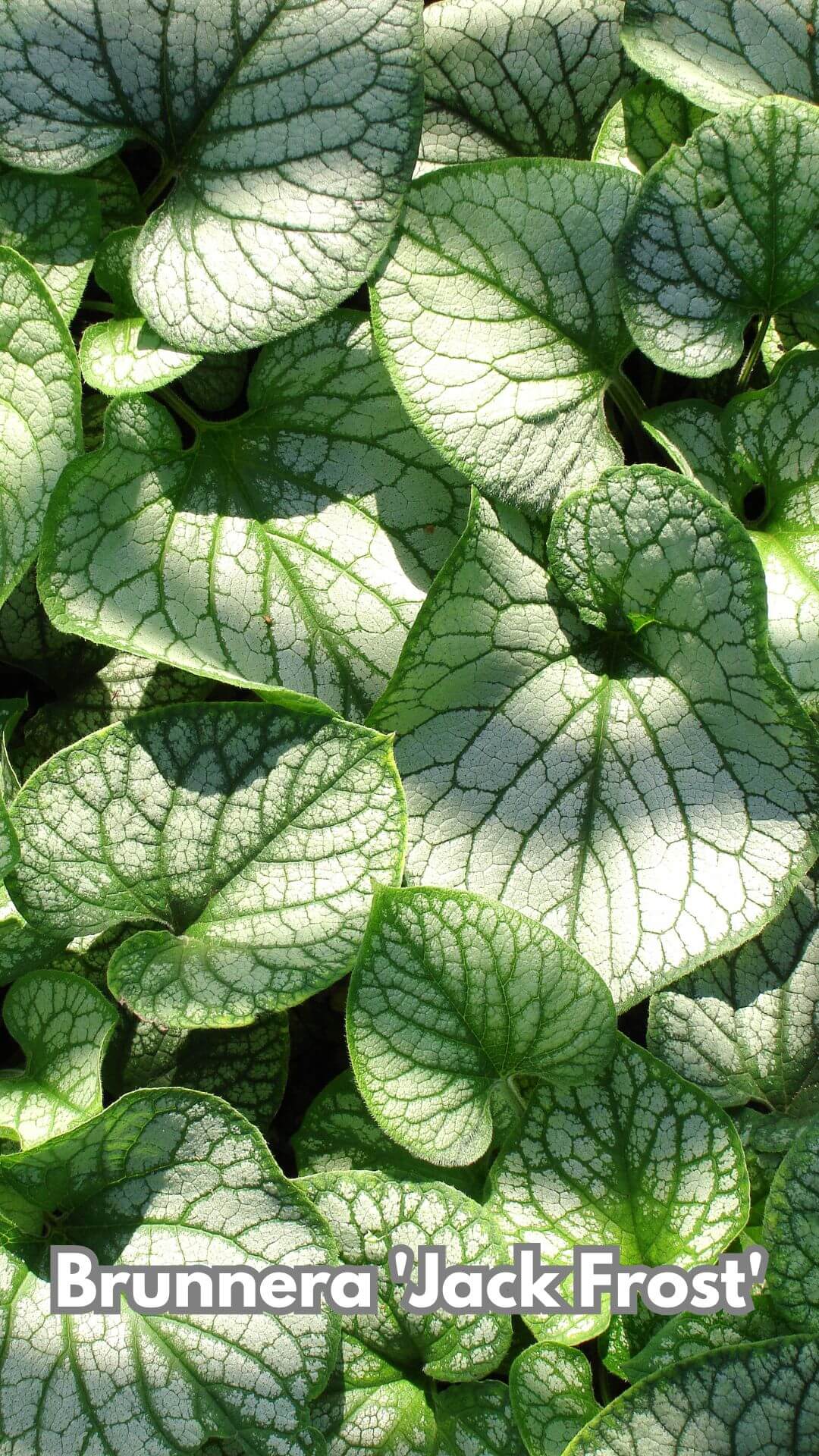 Photo of Brunnera 'Jack Frost'