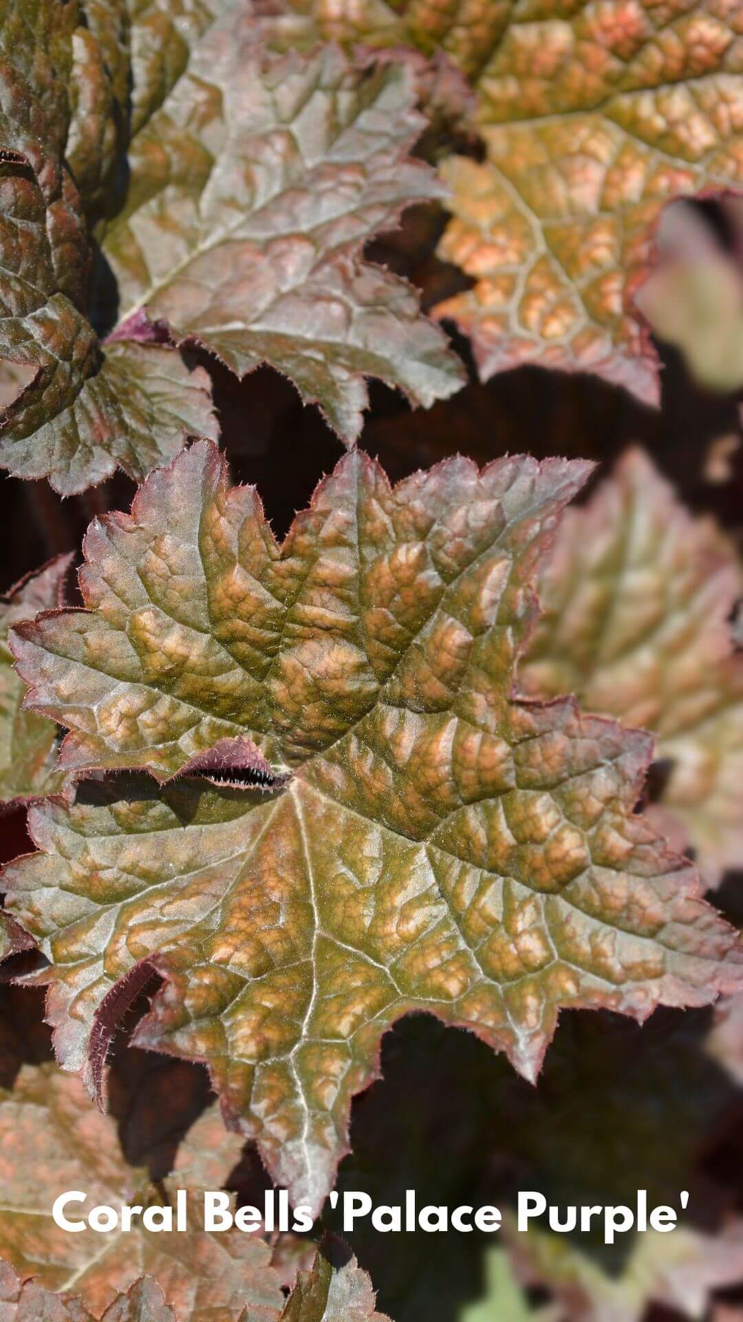 Photo of Coral Bells 'Palace Purple'