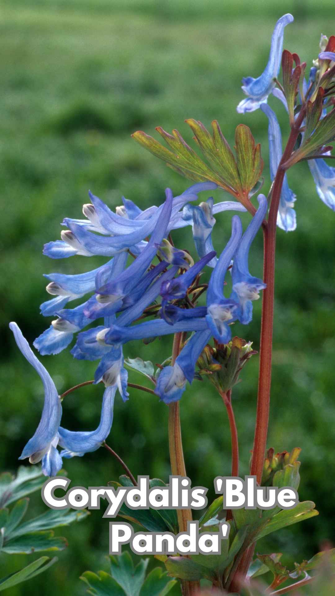 Photo of Corydalis 'Blue Panda'