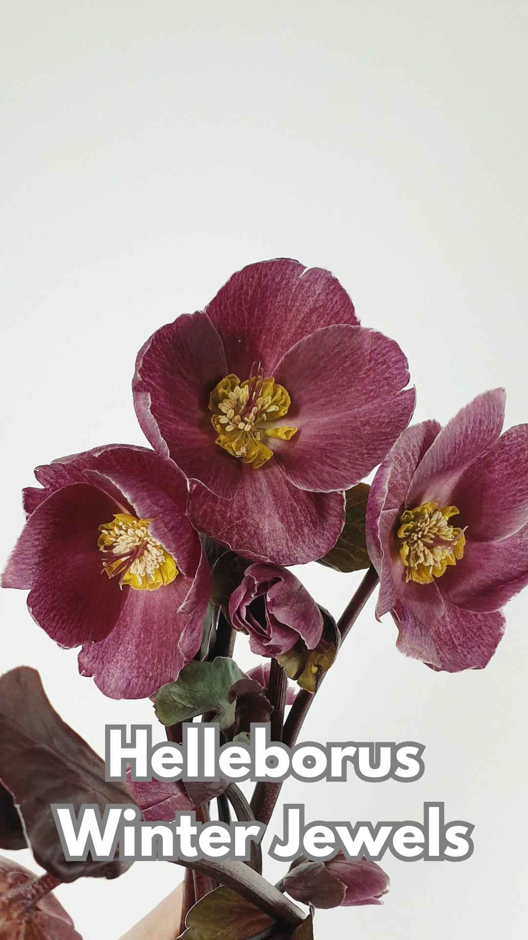 Helleborus Winter Jewels