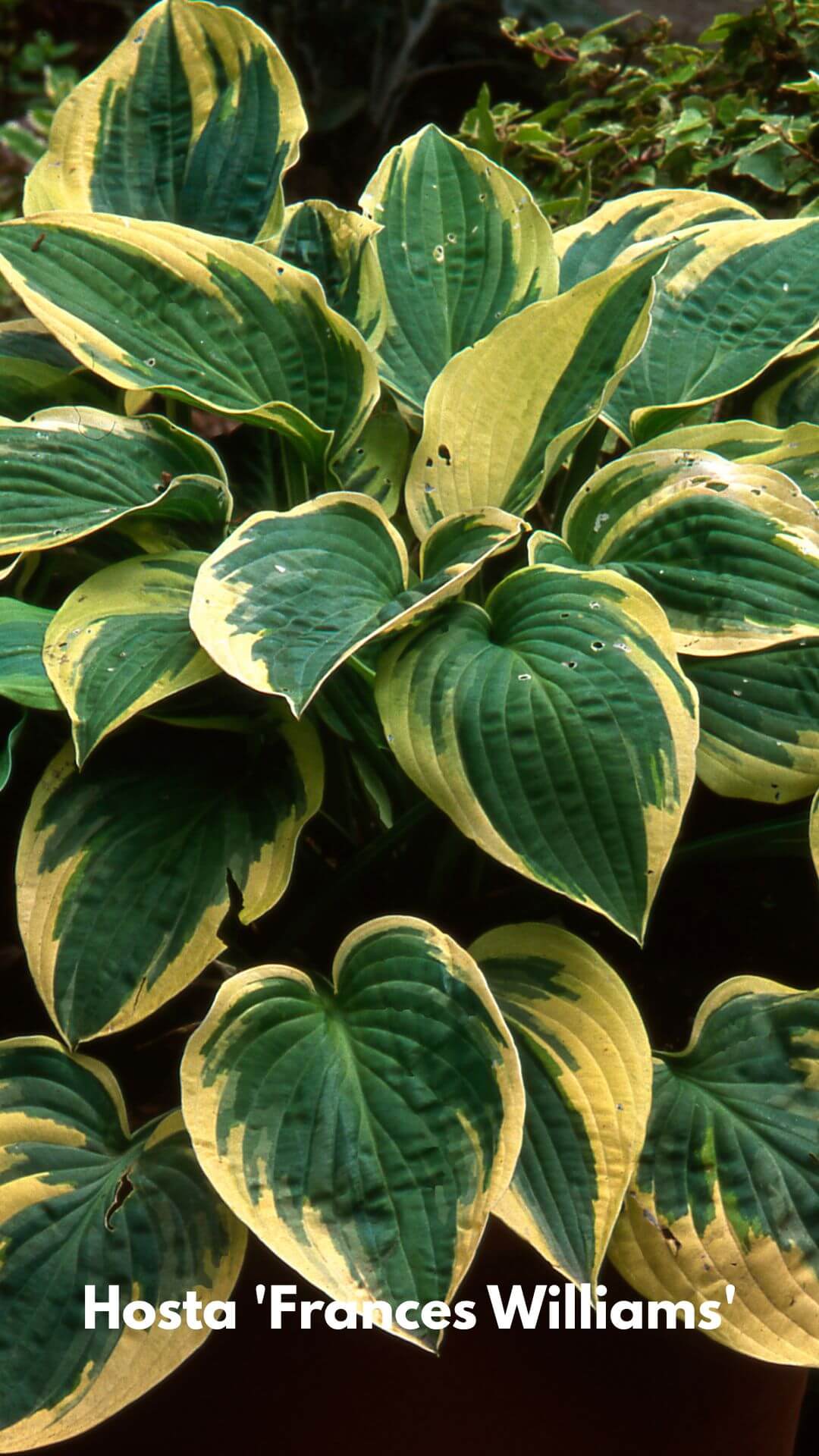 Photo of Hosta 'Frances Williams'