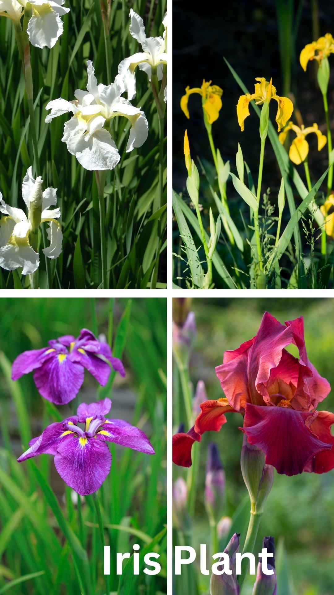 iris plants