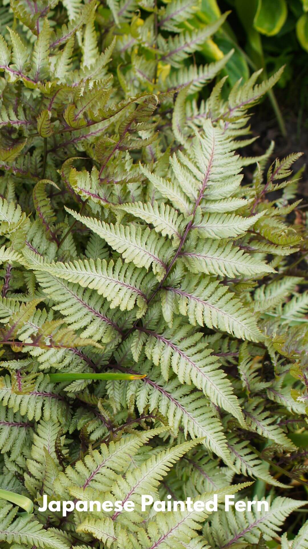 Photo of Japanese Painted Fern