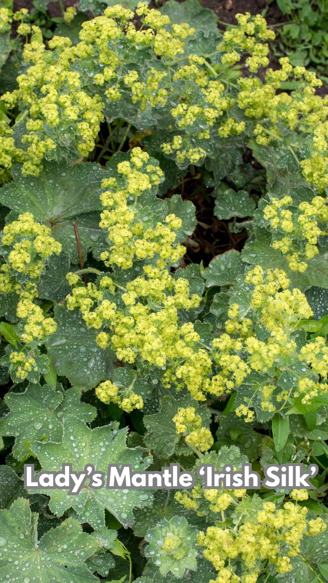 Lady's Mantle 'Irish Silk'