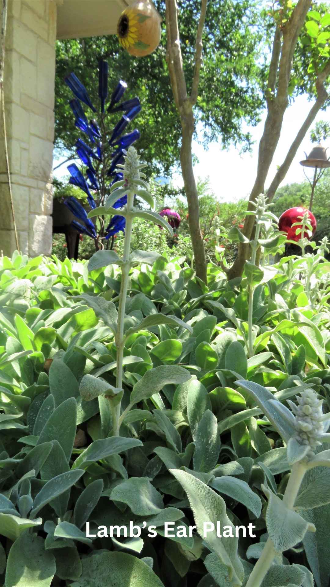 Lamb's Ear Plant