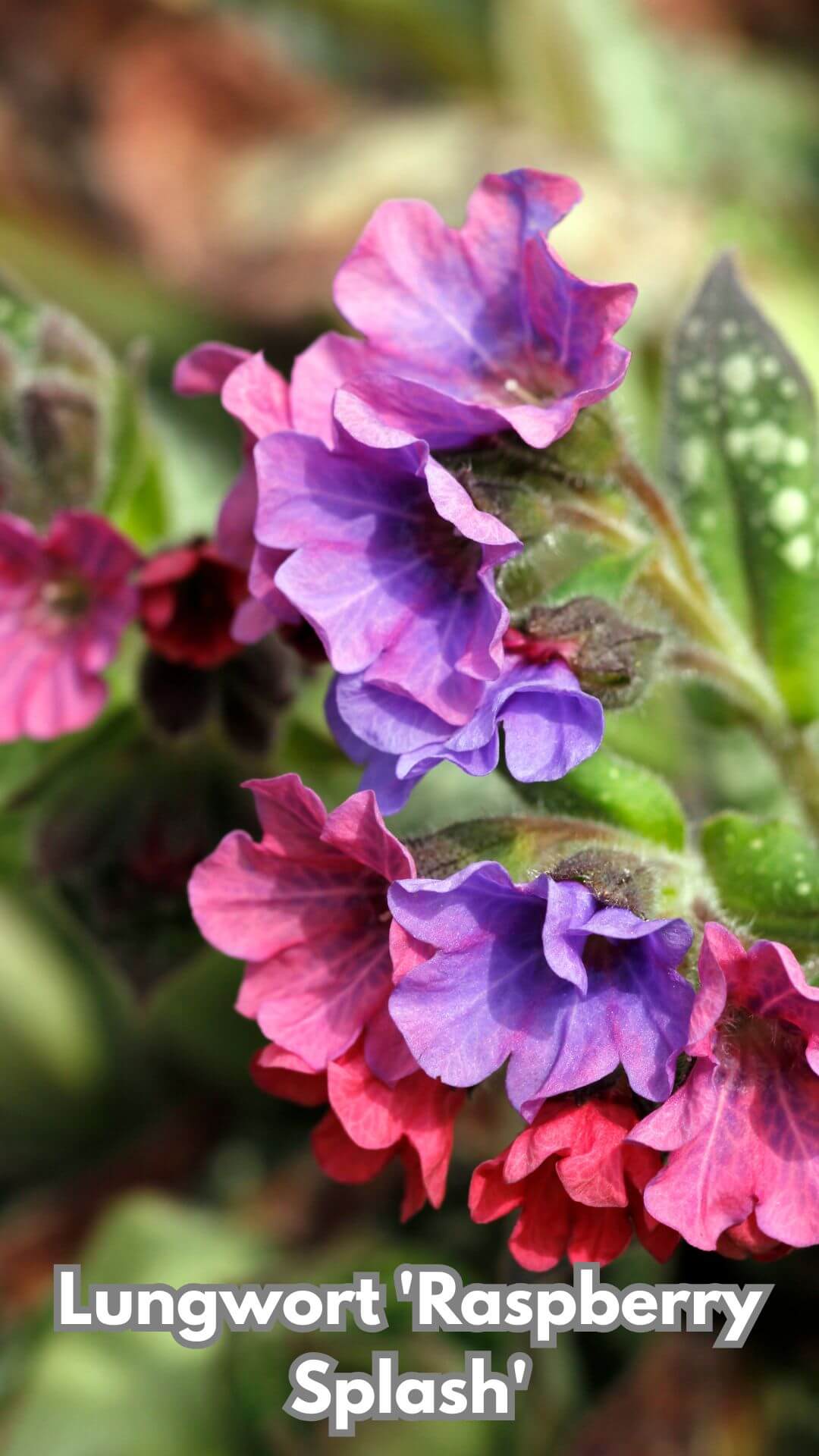 Photo of Lungwort 'Raspberry Splash'