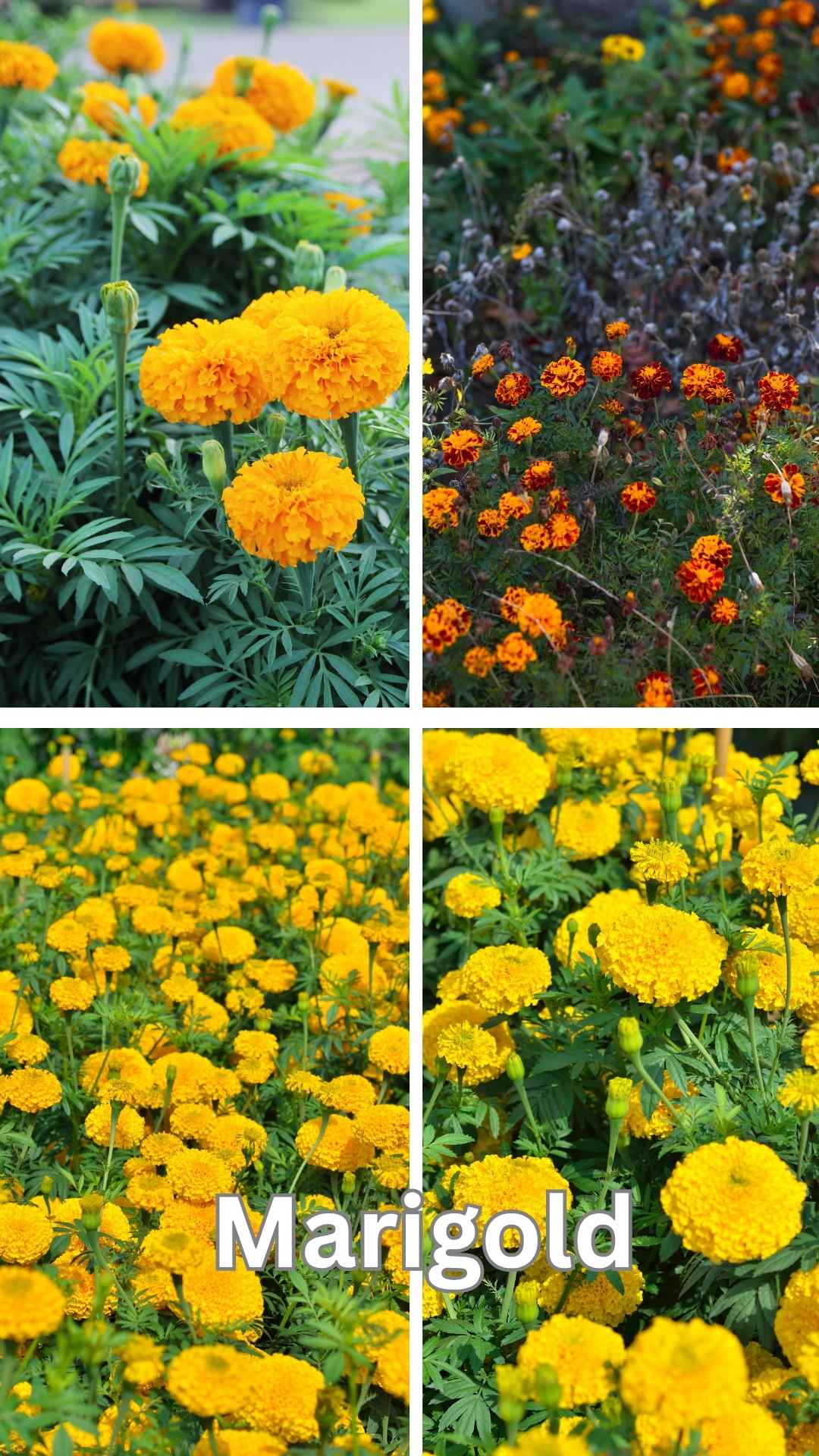 marigold plants