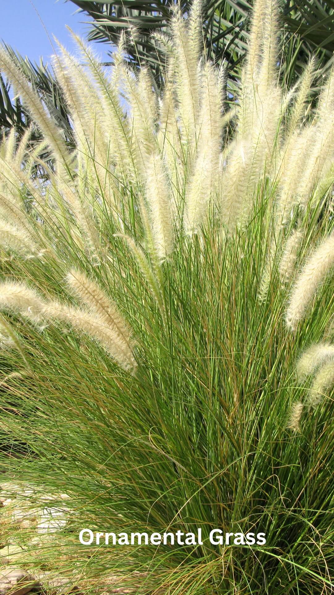 A lush garden filled with various types of ornamental grasses, surrounded by a fence to keep deer away