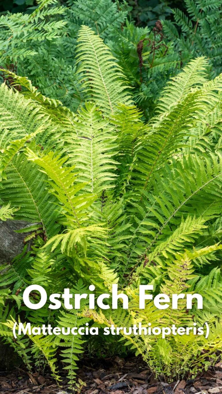 21 Shade Perennials for a Lush and Vibrant Garden