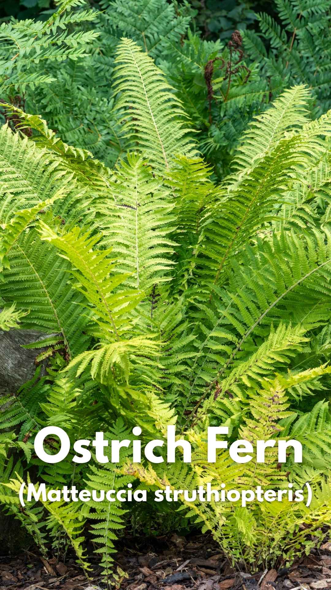 Photo of Ostrich Fern Matteuccia struthiopteris