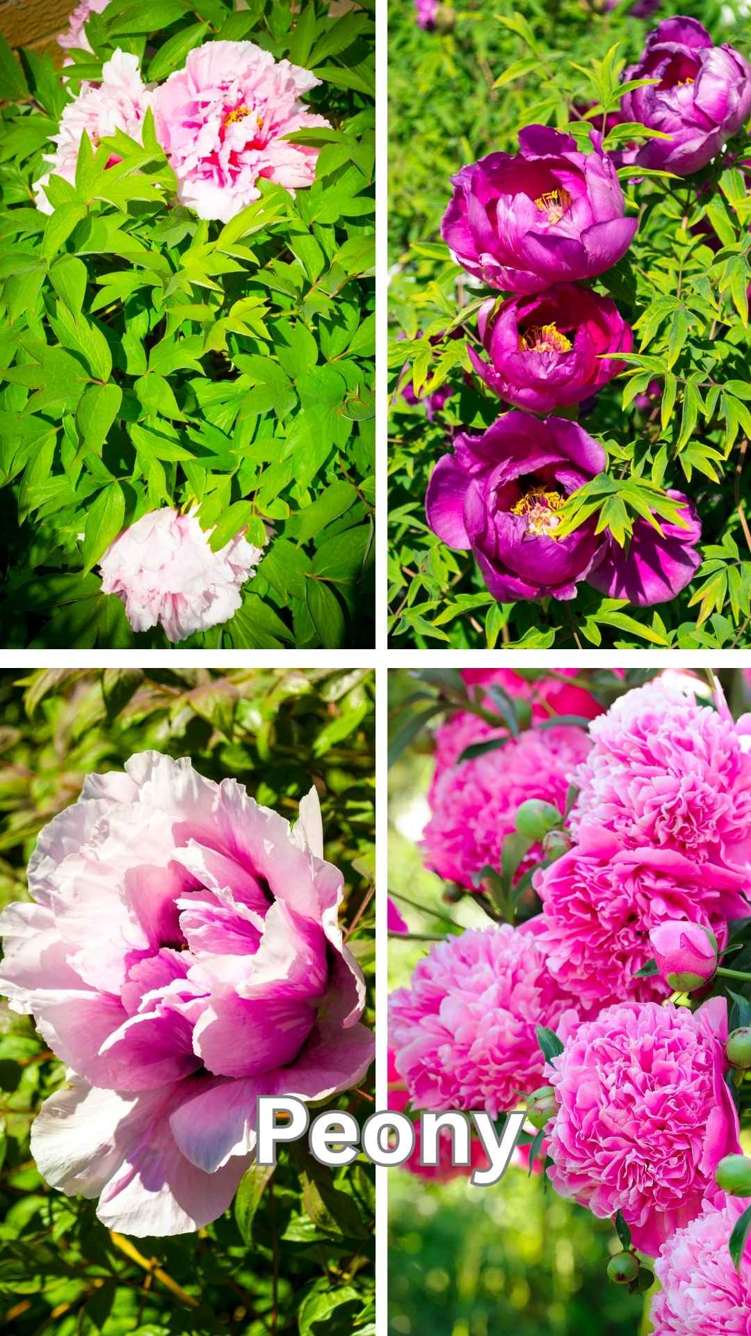 Plant peony