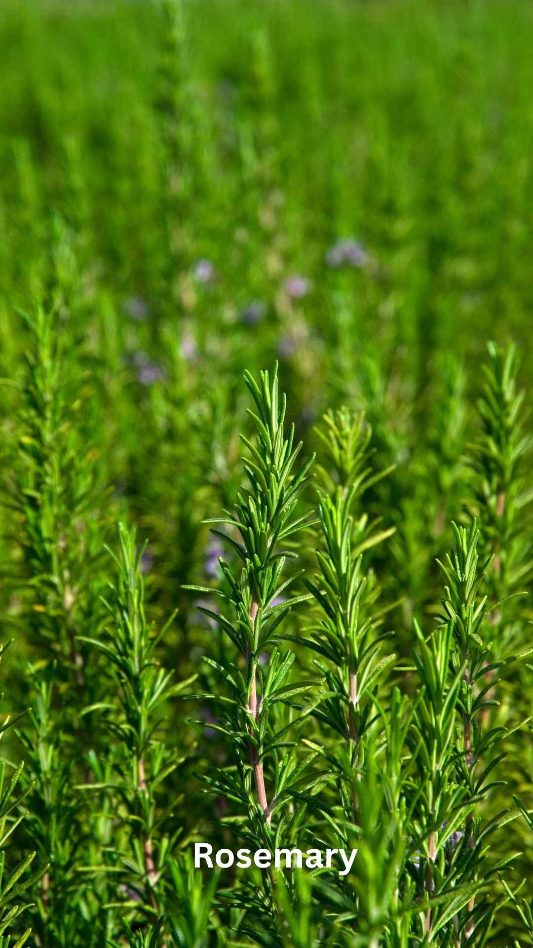 A garden filled with lush rosemary bushes, surrounded by a variety of plants and flowers known for their deer-resistant properties