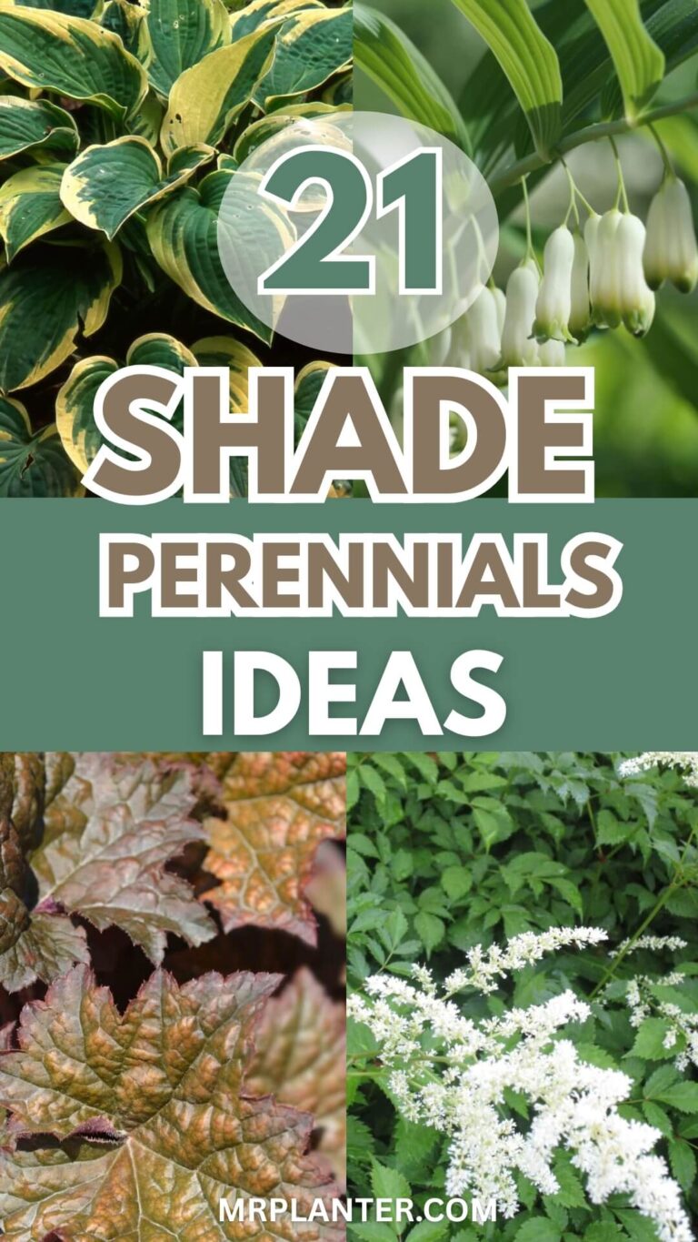 Shade perennials ideas